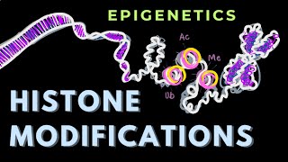 Histone modifications Introduction  Part 1  Epigenetics  GATECSIRNET [upl. by Lednar]