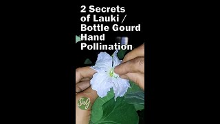 2 Secret Of Lauki  Bottle Gourd Hand Pollination [upl. by Lesnah]