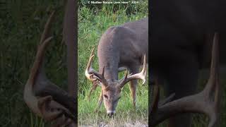 Whitetailed Deer with hanging velvet grazing 4 [upl. by Ferrigno]