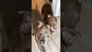 You Hate Leaving Your Dogs 💔 dogmom doglover viral shorts dogs [upl. by Joshua652]