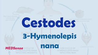 Hymenolepis nana [upl. by Edette]