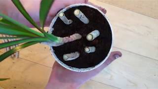 Growing Dracaena Cuttings [upl. by Nnairol]