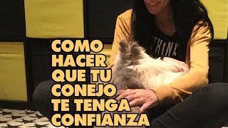 COMO HACER que tu CONEJO te tenga CONFIANZA 🐰  COMO GANARSE LA CONFIANZA de conejo [upl. by Lumbye]