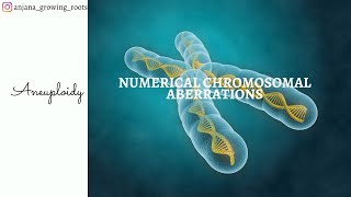 Numerical Aberrations  Aneuploidy  Hypoploidy  Hyperploidy  Monosomy  Trisomy  Nullisomy [upl. by Erwin]