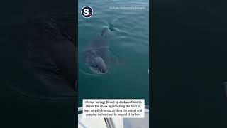 Great White Shark Gets Up Close and Personal With Massachusetts Boaters [upl. by Rehpatsirhc]