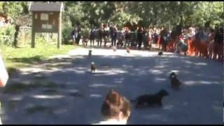 4th Annual Wiener Dog Race  Crusoe Wins Heat [upl. by Daphie]