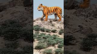 Sher live 😱 lion animals liontiger shorts nature jangle tiger shortsvideo trending viral [upl. by Oech]