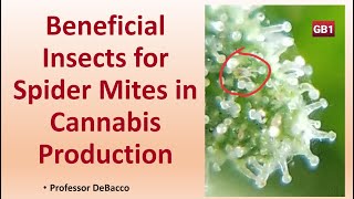 Beneficial Insects for Spider Mites in Cannabis Production [upl. by Eycats]