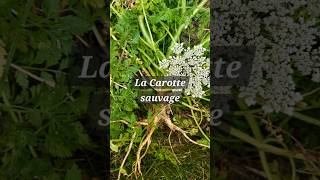 La Carotte sauvage [upl. by Saito]