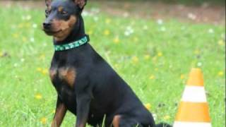 O pequeno e valente Pinscher Miniature Pinscher Zwergerpinscher [upl. by Gardener]