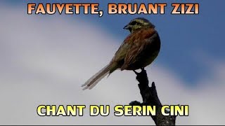 Chant du Serin cini Fauvette grisette Bruant zizi [upl. by Eladnar]