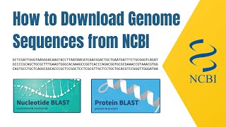 how to download genome sequences from NCBI [upl. by Kalin]