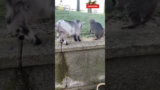 Cat Lovers Are STUNNED By This Goat Encounter [upl. by Heidt]