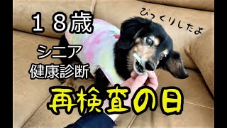 ダメっぷり＃75 健康診断再検査でびっくりしたシニア犬 [upl. by Akcired]