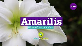 Amarilis  Dicas rápidas 39 [upl. by Suisyola]