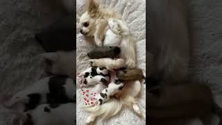 Mothers love is unmatchable ❤challenge doglover doglife viral trending fouryou usa uk NFT [upl. by Anned206]