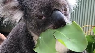 Koala eats giant leaf 🤣♥️🐨 [upl. by Irrep]