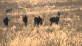 Motsomi Safaris Rifle Hunting Blesbuck Moore [upl. by Carolan]