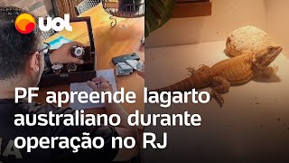 Lagarto é preso pela PF operação no Rio apreende animal exótico relógios e dólares veja vídeo [upl. by Aura78]