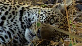 Um Leopardo fora de série  Documentário do National Geographic [upl. by Tema740]