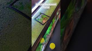 DIY Air tube Duckweed Portal aquariumfish portal fishtank [upl. by Nehttam]