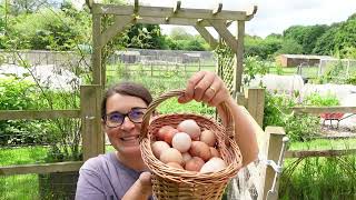 Planting out the sweetcornWinter squashCourgette and Borlotti beans to the garden [upl. by Eiramanin161]