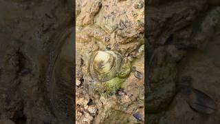 Unpredictable pearls in clam found satisfying outdoorskills clam [upl. by Lorrimor]