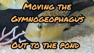 Moving The Gymnogeophagus Out To The Pond [upl. by Samalla]