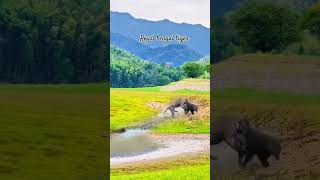 Tiger attack animalsvideo wildlife animals shorts [upl. by Sucram818]