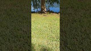 Limpkin Takes Long Strides on Lawn by Cypress Tree at Long Lake Park Oviedo Florida [upl. by Elac]