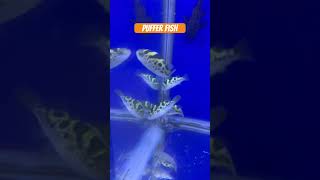 Hilcopter fish b kahte h fish recentaquariumfishpriceatgaliff [upl. by Lathan]