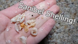 Return to Sanibel Island Night Shelling at low tide [upl. by Adnolat559]