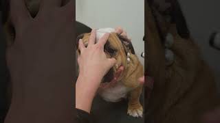 Intraocular Pressure Measurement in the Dog [upl. by Zobe652]