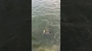 Amazing fish fishing beachfish [upl. by Hanauq]