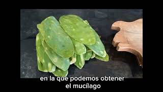 MUCÍLAGO DE NOPAL Pasos para obtenerlo y poder utilizarlo en pintura de cal y tierra [upl. by Radborne]