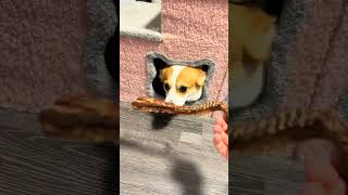 Drill left or right Corgi drills holes puppy cute pet debut plan [upl. by Ehttam]