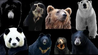 BEARS  8 types of species [upl. by Leyla]