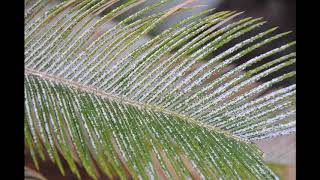 Cycad scale infestation of sago palm [upl. by Pandolfi]