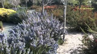 Rosemarinus Officinalis Tuscan Blue [upl. by Niknar]