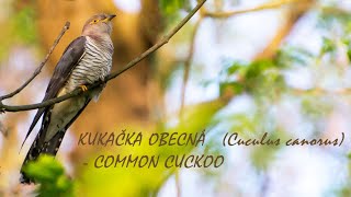 KUKAČKA OBECNÁ Cuculus canorus  Common Cuckoo [upl. by Russo]