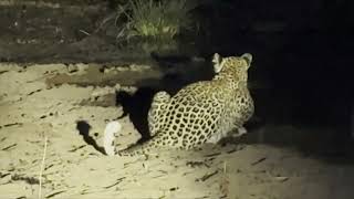 Two Leopard meals at Klaserie Private Nature Reserve [upl. by Chastain]