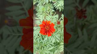 Hibiscus amp Marigoldflowerarrangement hindisong [upl. by Nottirb]