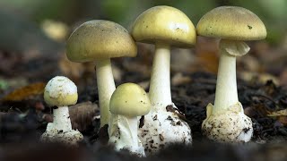 Amanita phalloides riconoscere un fungo mortale [upl. by Heise812]