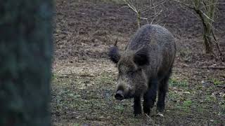 Diena kas pavadīta mežā nepazūd Pavasara ainiņas Lieldienas gaidot [upl. by Neeloc365]