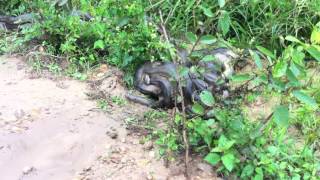 Chica se convirtio en serpiente en sus 15anios [upl. by Leahcir]