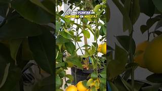 🍋 Como plantar un limonero en maceta 🪴🍋 jardineria [upl. by Ardnoel]