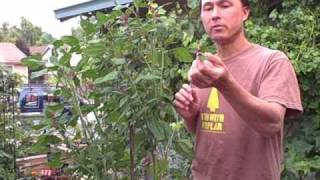 Germinating spinach seeds through stratification [upl. by Irrep647]