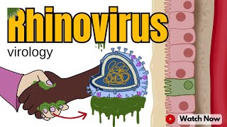 Rhinovirus How This Virus Makes You Feel Under the Weather  Virology 101 Animated Video [upl. by Stockton]