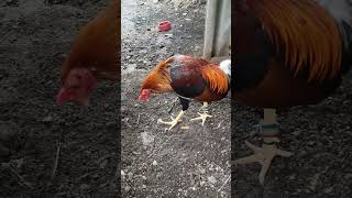 Stags highlight pleasesubscribe highlightes youtube chickenbreeds [upl. by Oettam772]