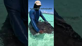 Swimming with Stingrays caribbean travel trinidadandtobago youtubeshorts stingray vacation [upl. by Ayatal566]